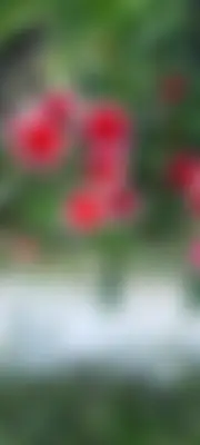 রুমানা আক্তার মিম  - 22 years, Dhaka