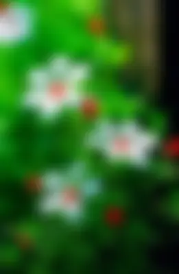 Hasan - 33 years, Naogaon